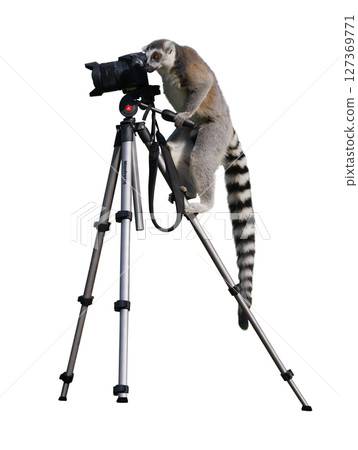 lemur stands on a tripod and holds a camera isolated on a white background 127369771