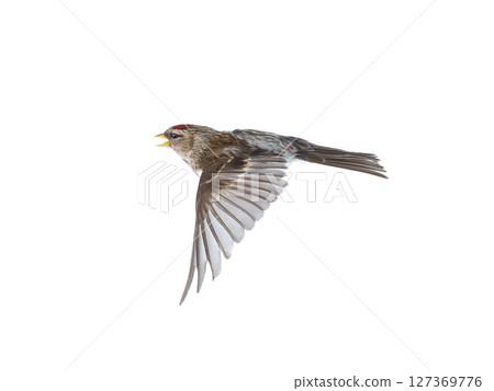 bird in flight  Common Redpoll isolated on white background 127369776