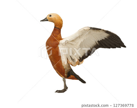 ruddy shelduck isolated on white background 127369778