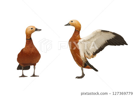 two ruddy shelduck isolated on white background 127369779