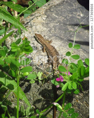 一隻從草叢爬出來的日本草蜥 127369808