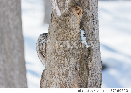 A Siberian owl sleeping in a tree hollow (Hokkaido) 127369830