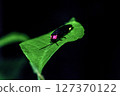 Firefly up 127370122