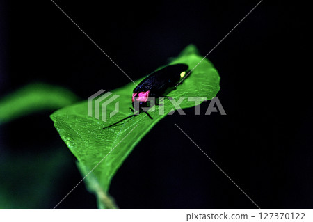 Firefly up 127370122