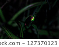 Firefly up 127370123