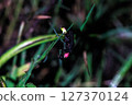Firefly up 127370124