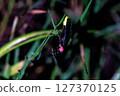 Firefly up 127370125