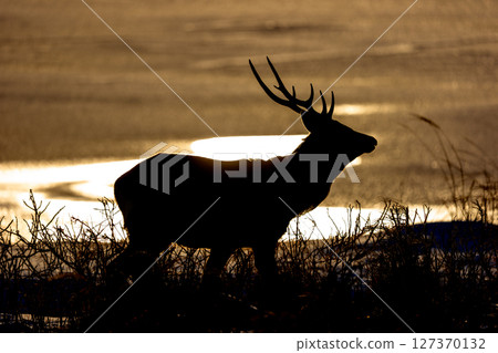 The silhouette of a Yezo deer in the sunset on the Notsuke Peninsula (Hokkaido) 127370132