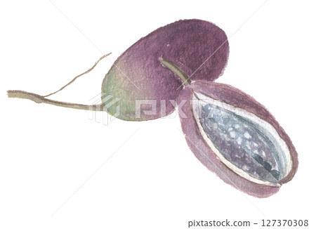 Watercolor painting of Akebia japonica Watercolor painting of Akebia japonica 127370308