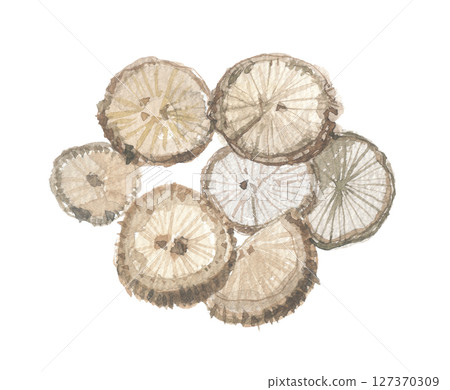 Akebia stem sliced in watercolor Akebia stem sliced in watercolor 127370309