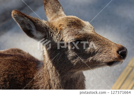 A deer 127371664