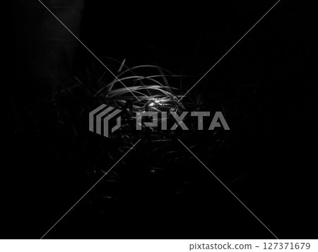 Plants covering the lights. Night scenery. Unreal. Black and white. Illustration-style photo. 127371679