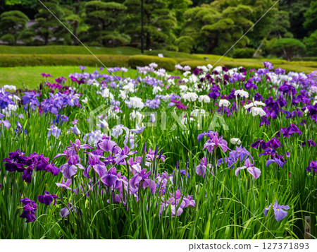 The East Gardens of the Imperial Palace in June: Iris fields in Ninomaru Garden, where Japanese irises are in full bloom The East Gardens of the Imperial Palace in June: Iris fields in Ninomaru Garden, where Japanese irises are in full bloom 127371893
