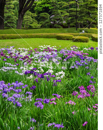 6月的皇居東御苑:二之丸庭園的菖蒲花田,菖蒲盛開 6月的皇居東御苑:二之丸庭園的菖蒲花田,菖蒲盛開 127371894