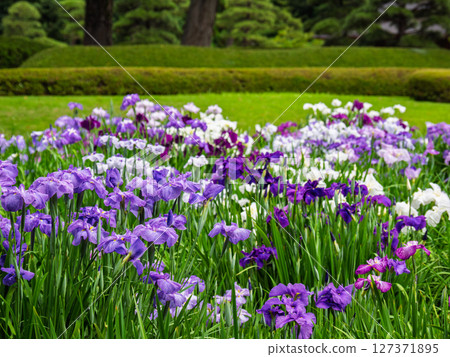 The East Gardens of the Imperial Palace in June: Iris fields in Ninomaru Garden, where Japanese irises are in full bloom The East Gardens of the Imperial Palace in June: Iris fields in Ninomaru Garden, where Japanese irises are in full bloom 127371895