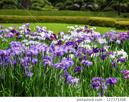 The East Gardens of the Imperial Palace in June: Iris fields in Ninomaru Garden, where Japanese irises are in full bloom 127371896