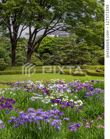 6月的皇居東御苑：二之丸庭園的菖蒲花田，菖蒲盛開 127371898