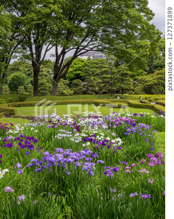 6月的皇居東御苑：二之丸庭園的菖蒲花田，菖蒲盛開 127371899