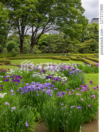 6月的皇居東御苑:二之丸庭園的菖蒲花田,菖蒲盛開 6月的皇居東御苑:二之丸庭園的菖蒲花田,菖蒲盛開 127371900