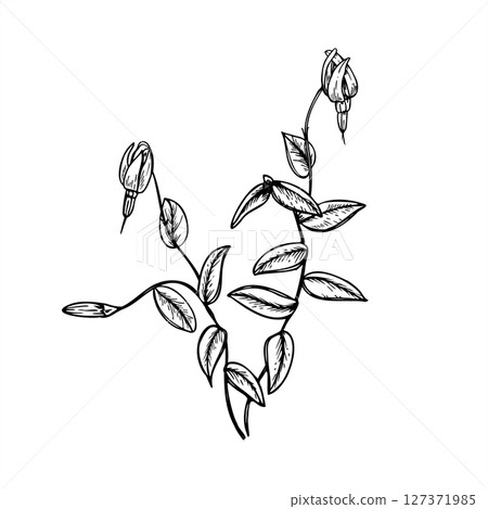blooming cranberry bush with branches, leaves, flowers, and buds monochrome vector line art black ink sketch. Wild berries for botanical designs, eco-friendly packaging, herbal product branding blooming cranberry bush with branches, leaves, flowers, and buds monochrome vector line art black ink sketch. Wild berries for botanical designs, eco-friendly packaging, herbal product branding 127371985