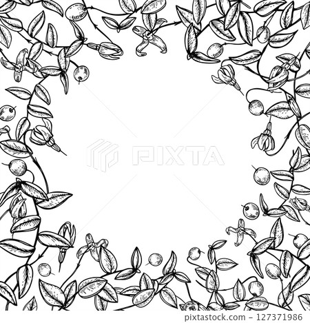 Monochrome vector cranberry border with copy space for text. Etching drawing of antioxidant healthy wild berries for herbal medicine packaging, apothecary labels, health supplements, dessert design. Monochrome vector cranberry border with copy space for text. Etching drawing of antioxidant healthy wild berries for herbal medicine packaging, apothecary labels, health supplements, dessert design. 127371986