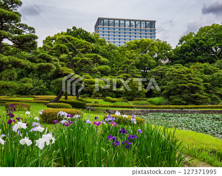 The East Gardens of the Imperial Palace in June: Iris fields in Ninomaru Garden, where Japanese irises are in full bloom 127371995