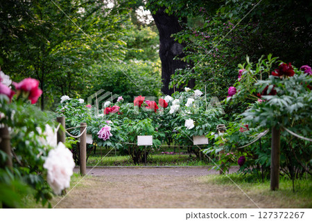 Blooming shrub of Peony suffruticosa in botanical garden in St. Petersburg 127372267