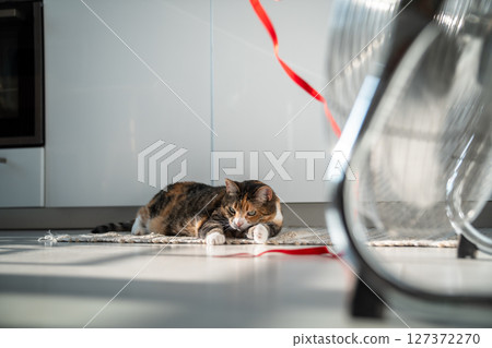 Overheated sad cat lying on floor, escapes from heat with help of fan, looking on red ribbon on wind 127372270