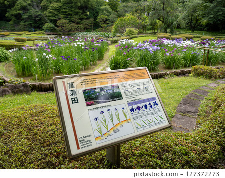 六月的皇居東御苑：盛開的菖蒲田和資訊板 127372273