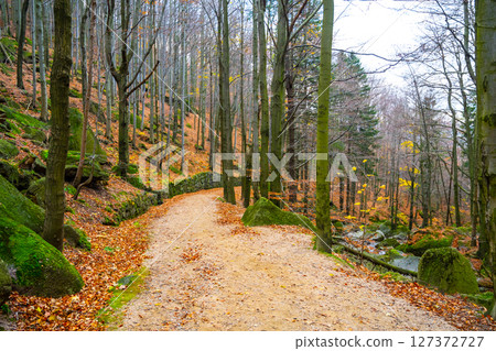 A peaceful pathway winds through the Jizera Mountains, surrounded by trees adorned with autumn colors. Fallen leaves create a vibrant carpet, inviting exploration on a crisp day. A peaceful pathway winds through the Jizera Mountains, surrounded by trees adorned with autumn colors. Fallen leaves create a vibrant carpet, inviting exploration on a crisp day. 127372727