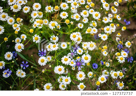 Colorful wildflowers bloom in a sunny field during early summer Colorful wildflowers bloom in a sunny field during early summer 127372737