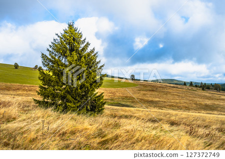 A vast and tranquil landscape in the Ore Mountains features a lone evergreen tree amidst golden grasses and rolling hills under a partly cloudy sky. Nature flourishes in this beautiful region. 127372749