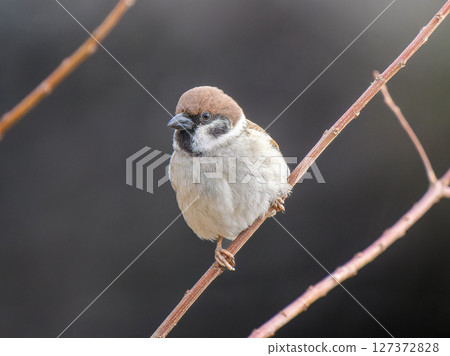 Sparrow that fits in branches 127372828