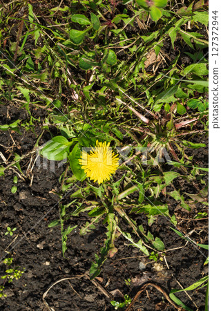 Dandelion weeds grow in the garden and on city streets. Dandelion weeds grow in the garden and on city streets. 127372944