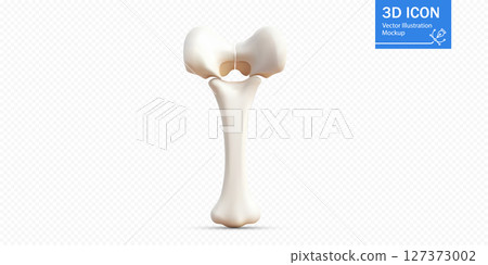 3D illustration of a human femur bone displayed on a clean background for educational purposes 3D illustration of a human femur bone displayed on a clean background for educational purposes 127373002