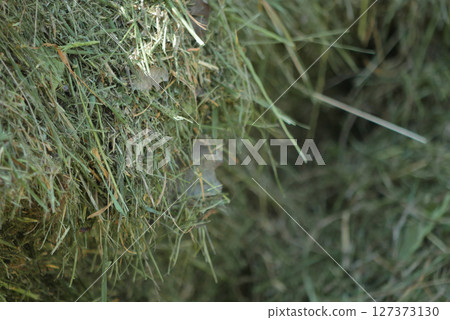 Green mown grass for hay making to feed farm animals. Textured abstract background 127373130