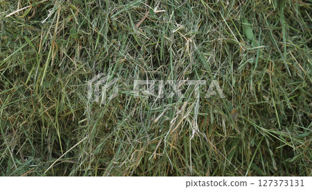 Green mown grass for hay making to feed farm animals. Textured abstract background Green mown grass for hay making to feed farm animals. Textured abstract background 127373131
