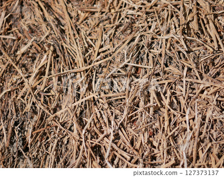 Mown grass for hay making to feed farm animals. Textured abstract background Mown grass for hay making to feed farm animals. Textured abstract background 127373137