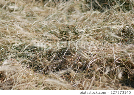 Mown grass for hay making to feed farm animals. Textured abstract background 127373140