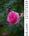 A mellow rose, Pierre de Ronsard 127373334