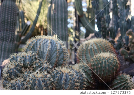 Cactus 127373375