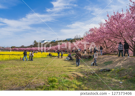濱松市東大山的河津櫻花風景（靜岡縣） 127373406