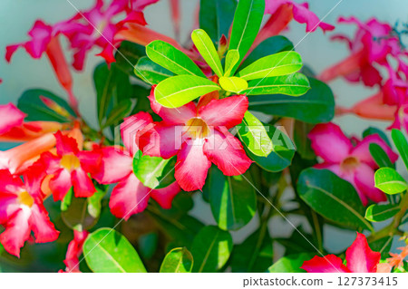 Red tropical flower.  127373415
