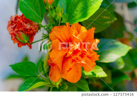 Red tropical flower. Red tropical flower. 127373416