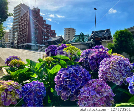 初夏的市區風景，有繡球花和寺廟 127373501