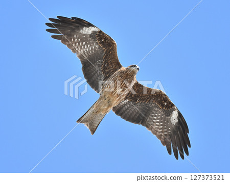 Flying calmly in the blue sky 127373521