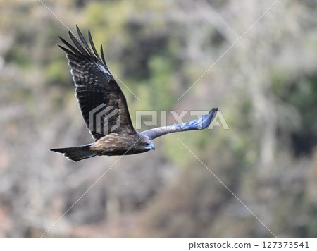 Black kite that stops on an electric wire Black kite that stops on an electric wire 127373541