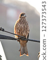 Black kite that stops on an electric wire 127373543