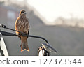Black kite that stops on an electric wire 127373544
