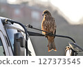 Black kite that stops on an electric wire 127373545